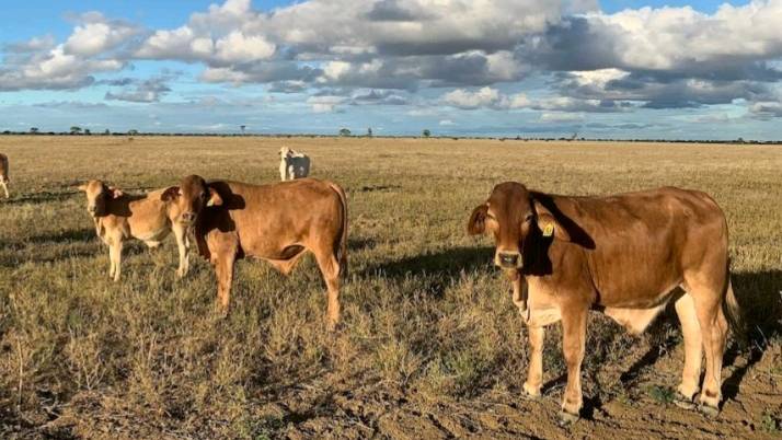 Southern Queensland graziers call for drought declaration as cattle destocking accelerates