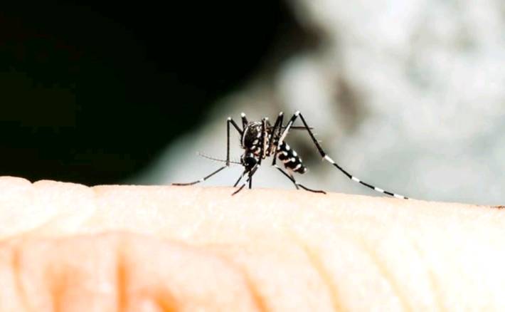 Two Die from Murray Valley Encephalitis in Alice Springs as NT Issues Territory-Wide Health Alert - image 2