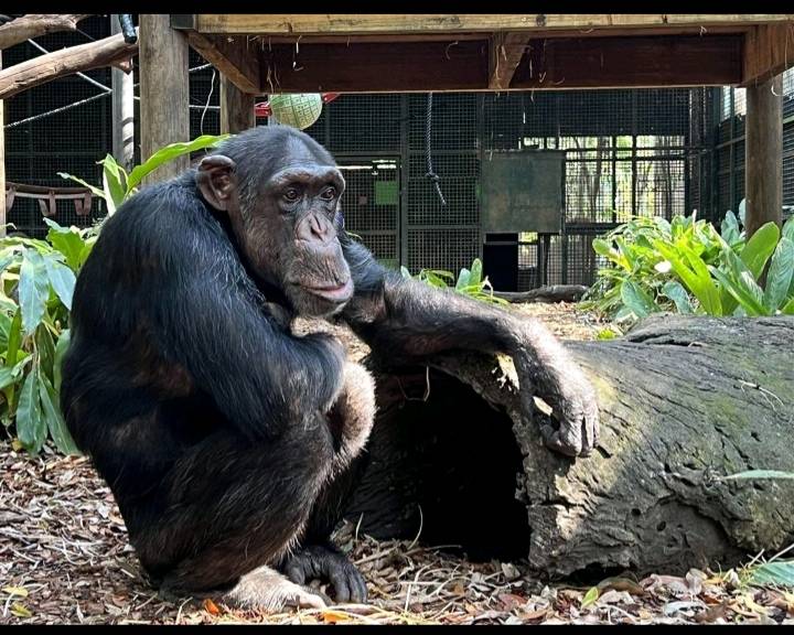 Heartbreaking Loss for Rockhampton Zoo as Chimpanzee Mary Delivers Stillborn Twins