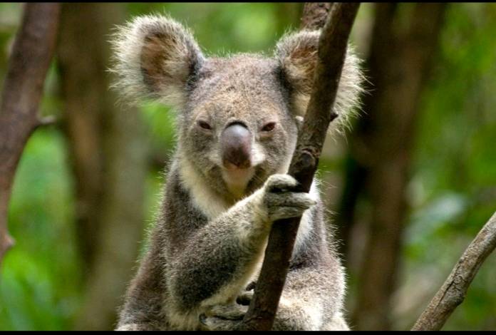 Private School Given Approval to Clear Koala Habitat for New Sports Ovals