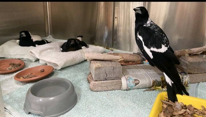Scientists Investigate Mystery Illness Paralysing and Killing Hundreds of Magpies