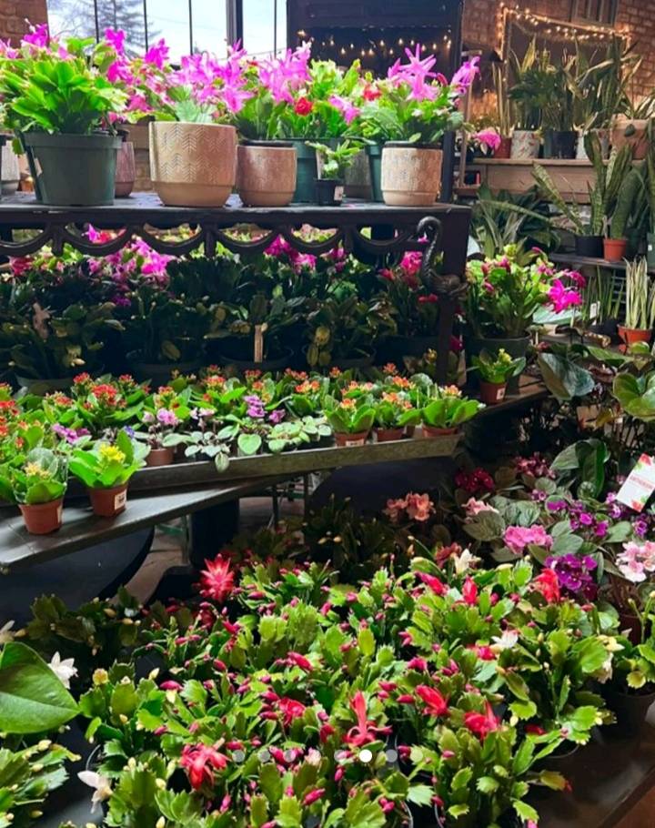 New Horticultural Committee Joins Albany Agricultural Show Bicentenary Celebrations