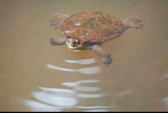 Shane Cuthbert fights for return of seized freshwater turtles