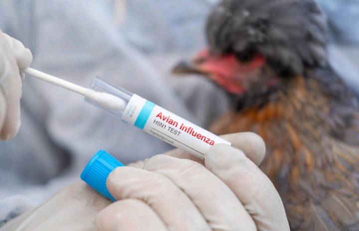 Suspected Case of Bird Flu Detected in Australia