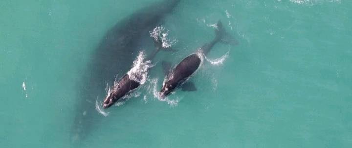 Southern Right Whale Delights Onlookers in Mandurah Estuary as Dolphins Swim Alongside