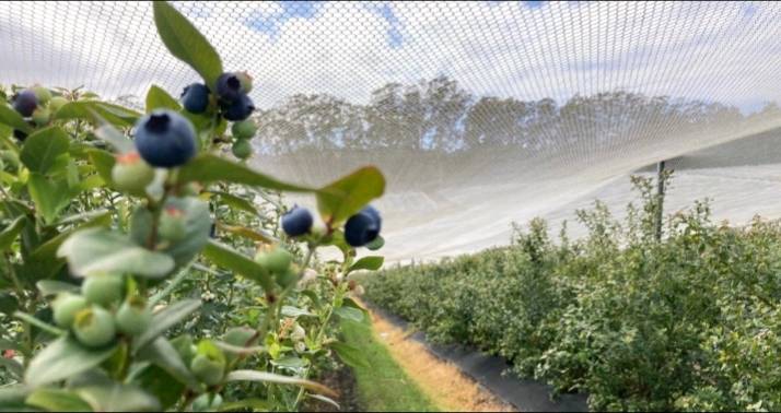 Blueberry Farm Owners Fined $100,000 Over Illegal Dam Near Coffs Harbour