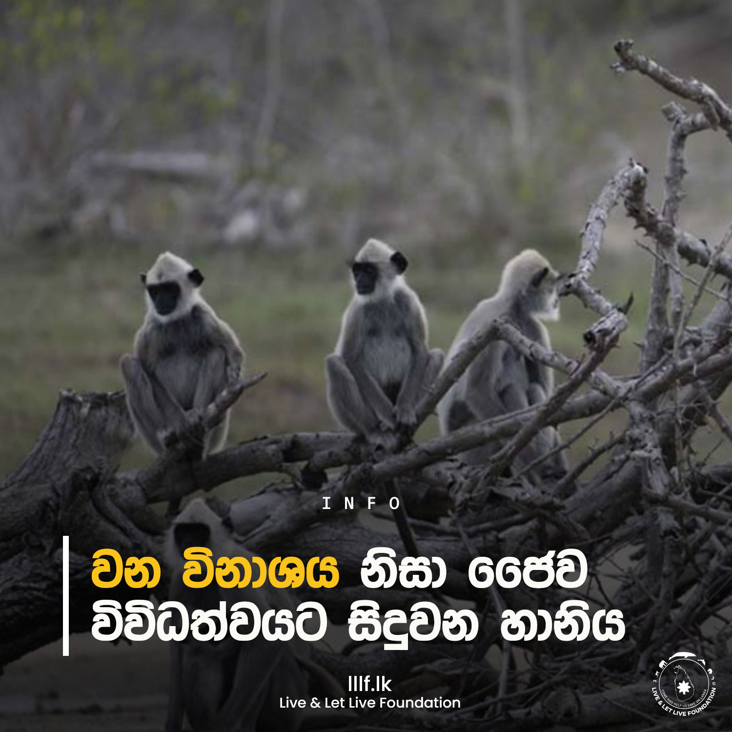 වන විනාශය නිසා ජෛව විවිධත්වයට සිදුවන හානිය