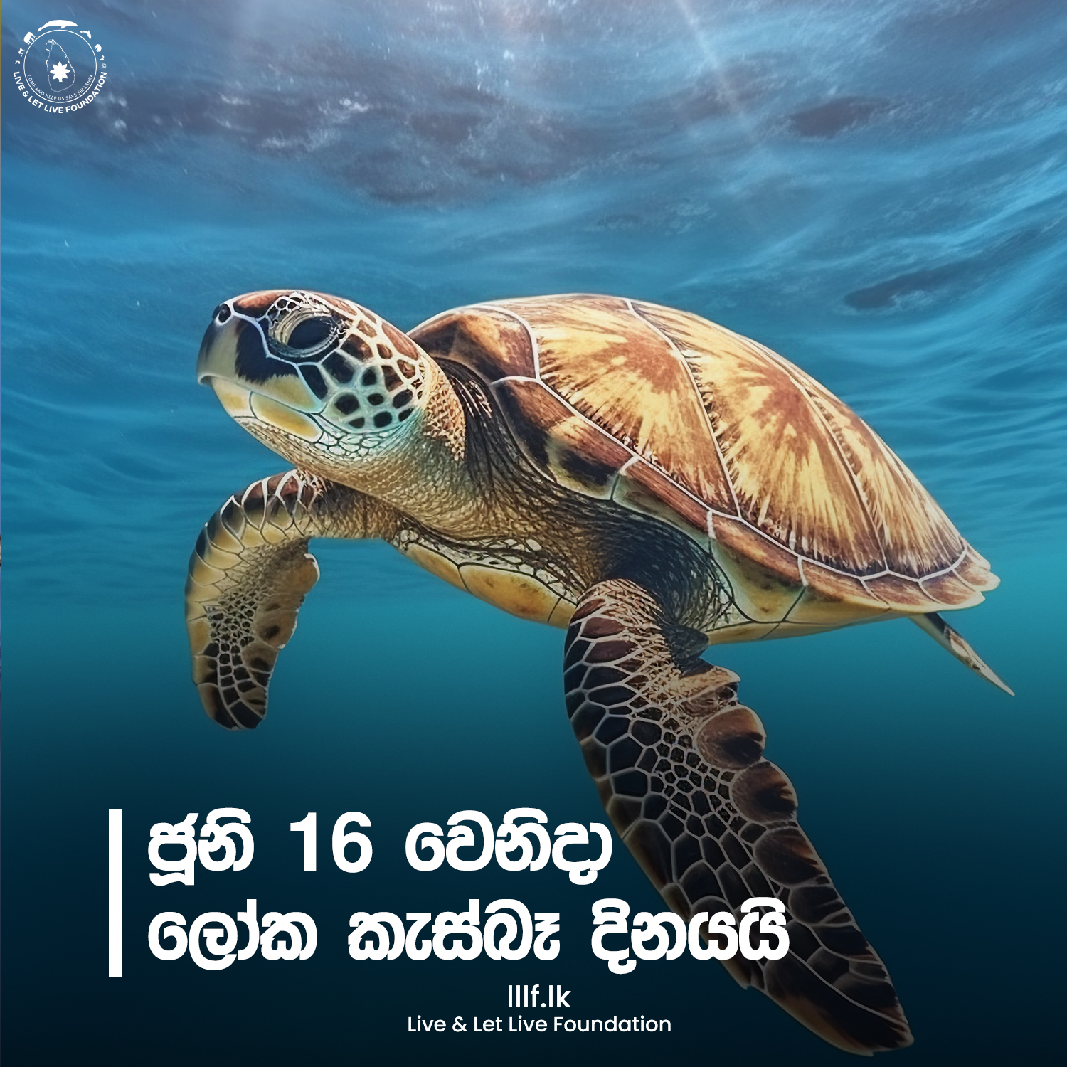 ලෝක කැස්බෑ දිනය:  කැස්බෑවන්  ආරක්ෂා කරමු