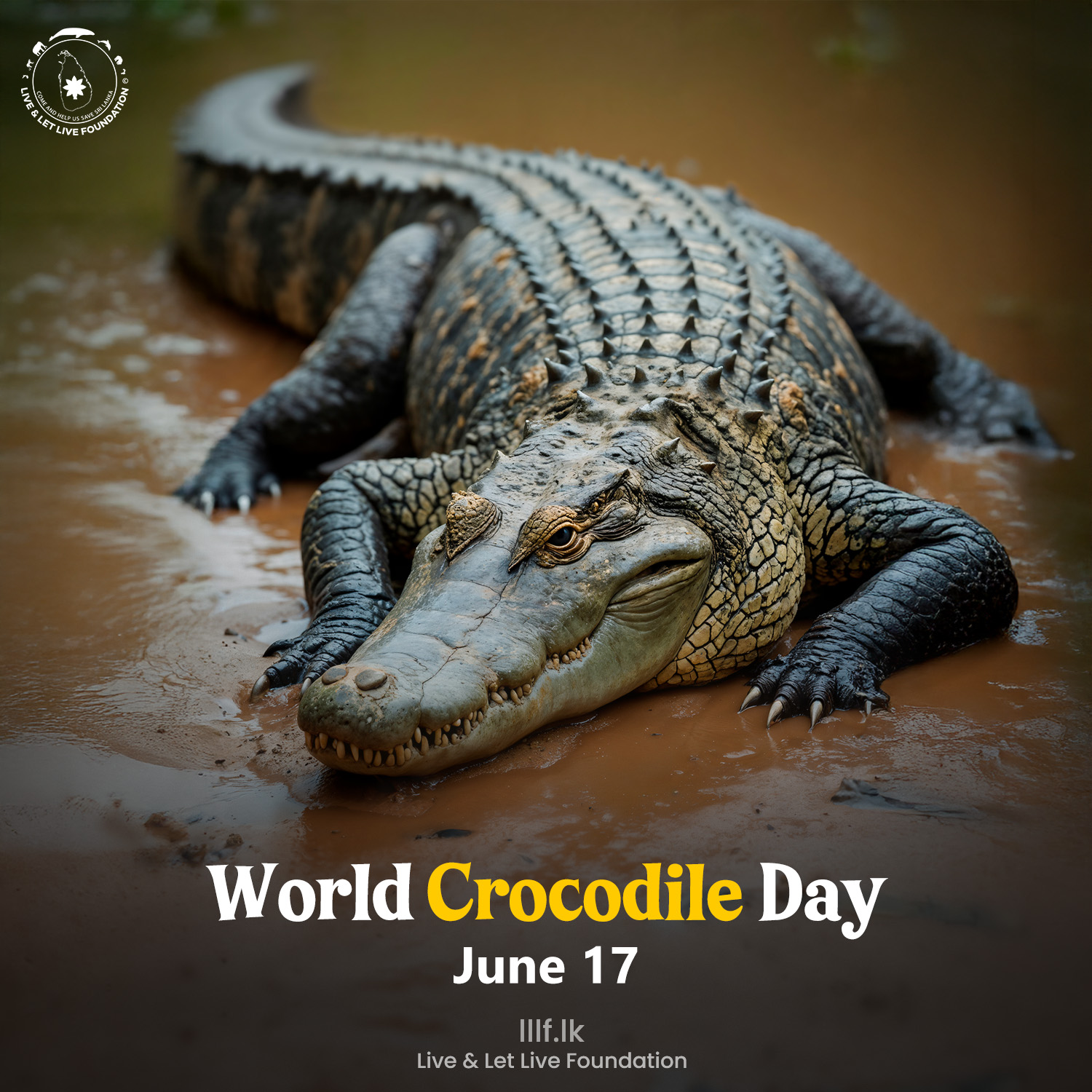 ජූනි 17 වෙනිදා ලෝක කිඹුල් දිනයයි
