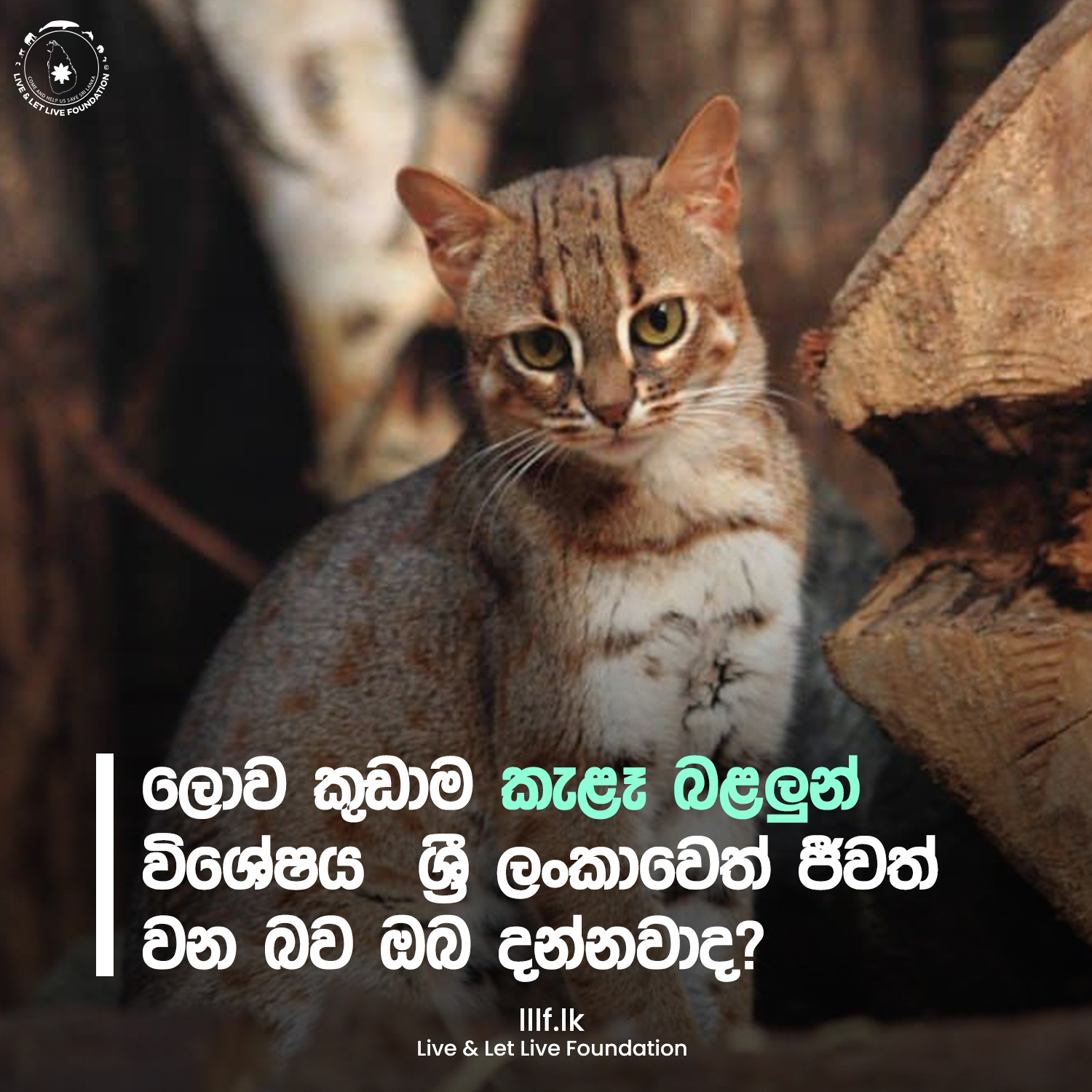 ලොව කුඩාම කැළෑ බළලුන් විශේෂය  ශ්‍රී ලංකාවෙත් ජීවත් වන බව ඔබ දන්නවාද ?