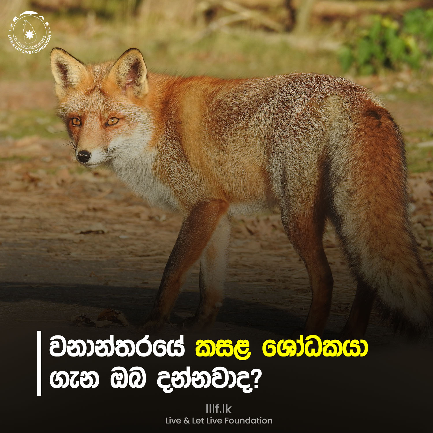 වනාන්තරයේ  කසළ ශෝධකයා ගැන ඔබ දන්නවාද?