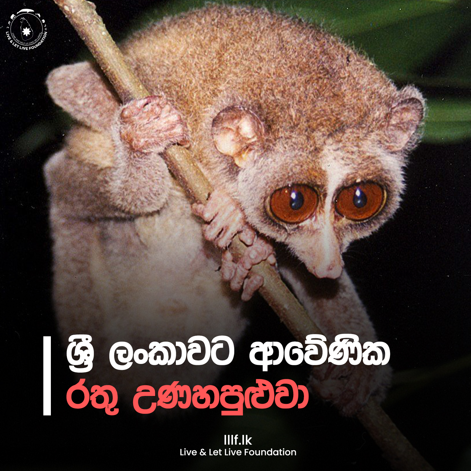 ශ්‍රී ලංකාවට ආවේණික රතු උණහපුළුවා  