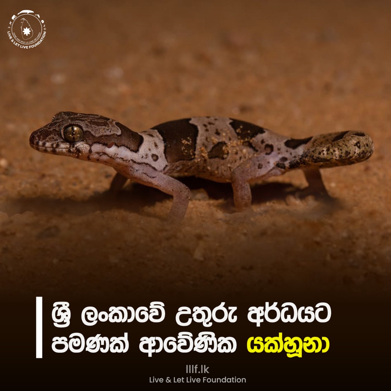 ශ්‍රී ලංකාවේ උතුරු අර්ධයට පමණක් ආවේණික යක්හූනා