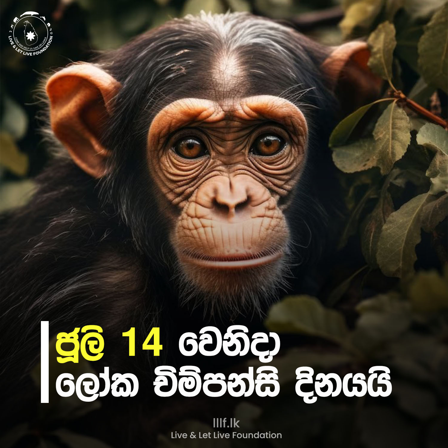 ජූලි මස 14 වන දින ලෝක චිම්පන්සි දිනයයි 