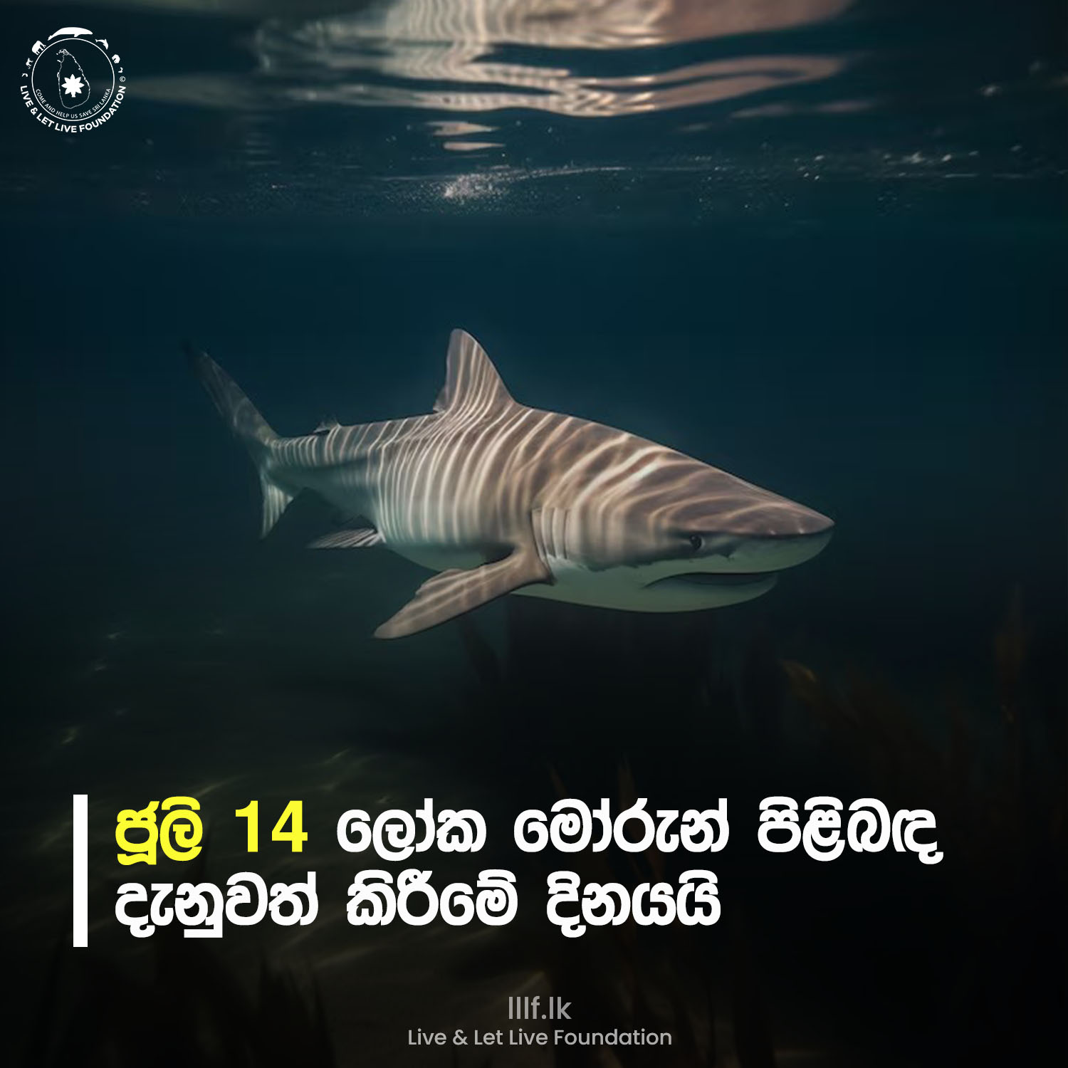 ජූලි 14 ලෝක මෝරුන් පිළිබඳ දැනුවත් කිරීමේ දිනයයි