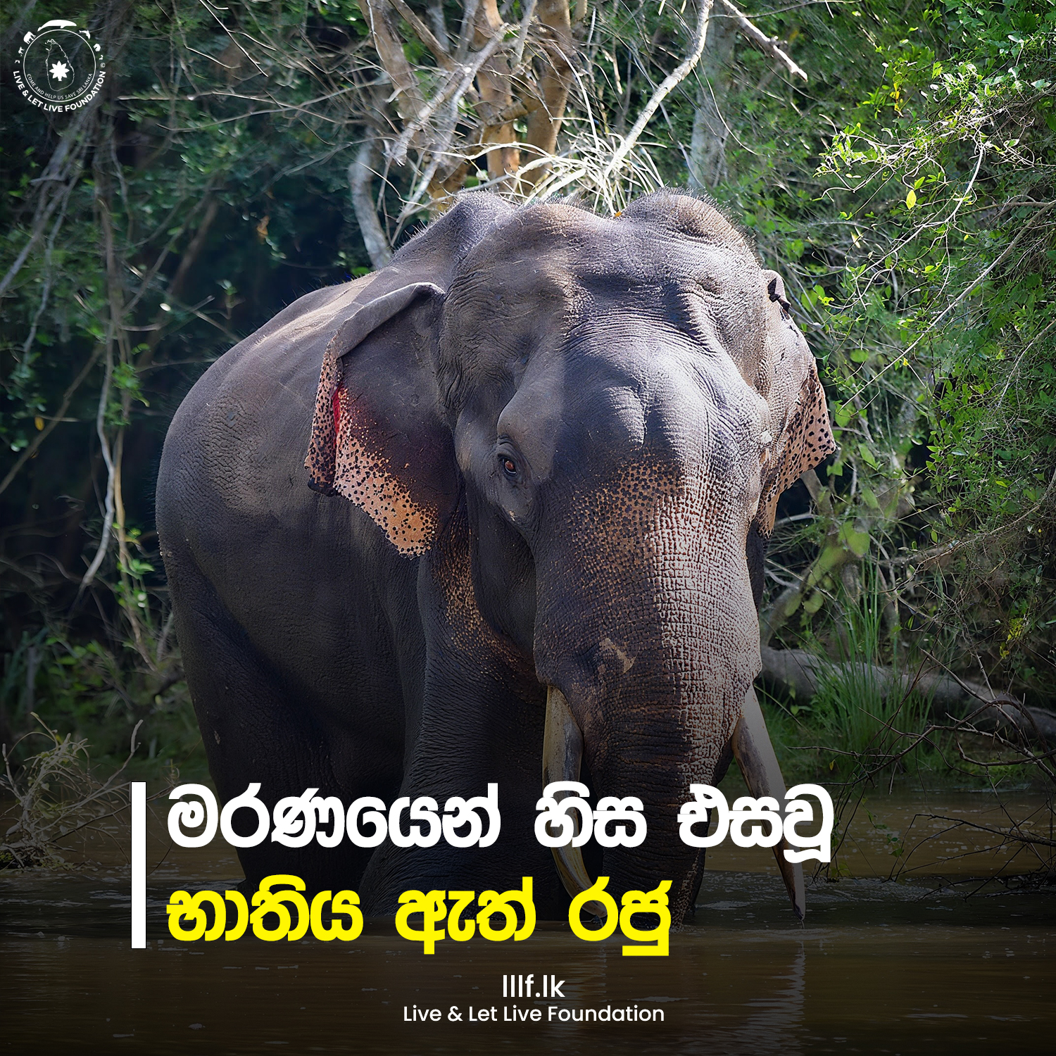 මරණයෙන් හිස එසවූ භාතිය ඇත් රජු