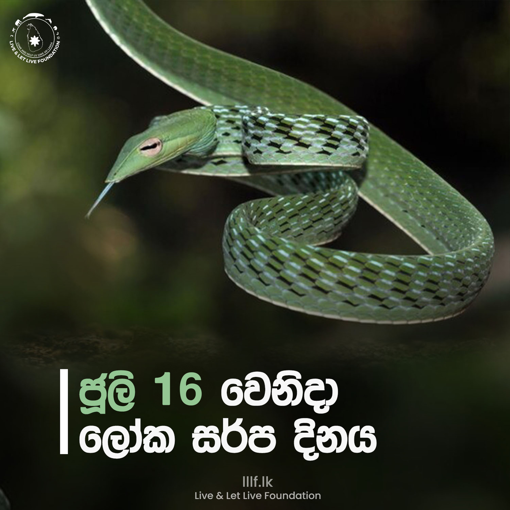 ජූලි 16 වෙනිදා ලෝක සර්ප දිනයයි