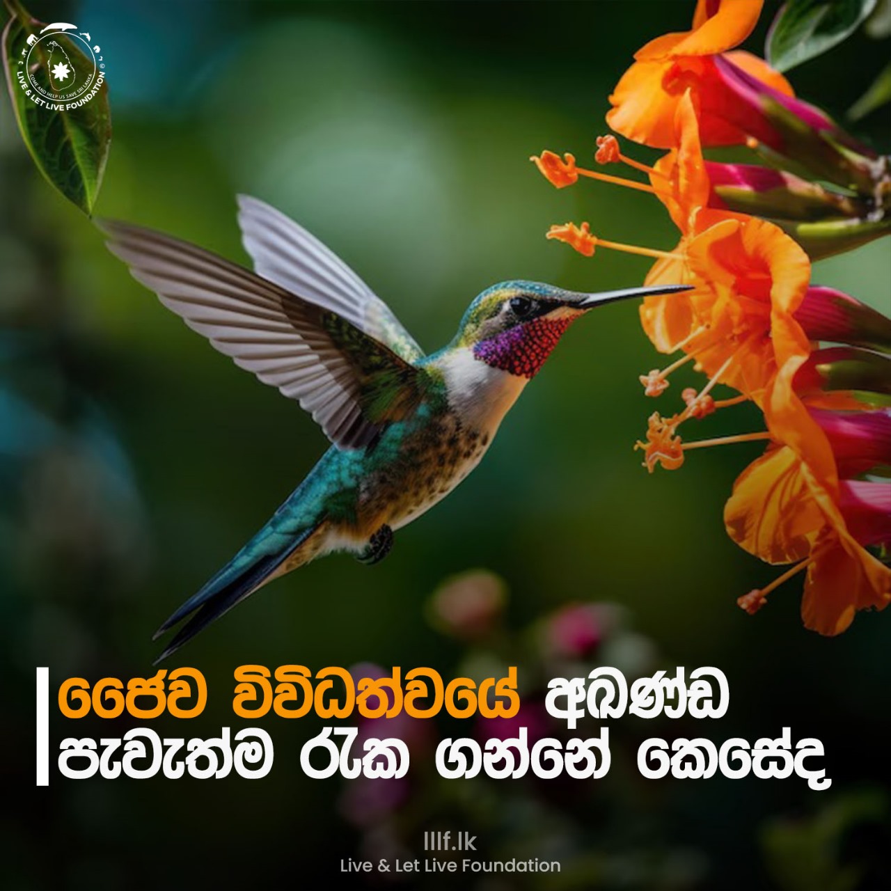 ජෛව විවිධත්වයේ අඛණ්ඩ පැවැත්ම රැක ගන්නේ කෙසේද?