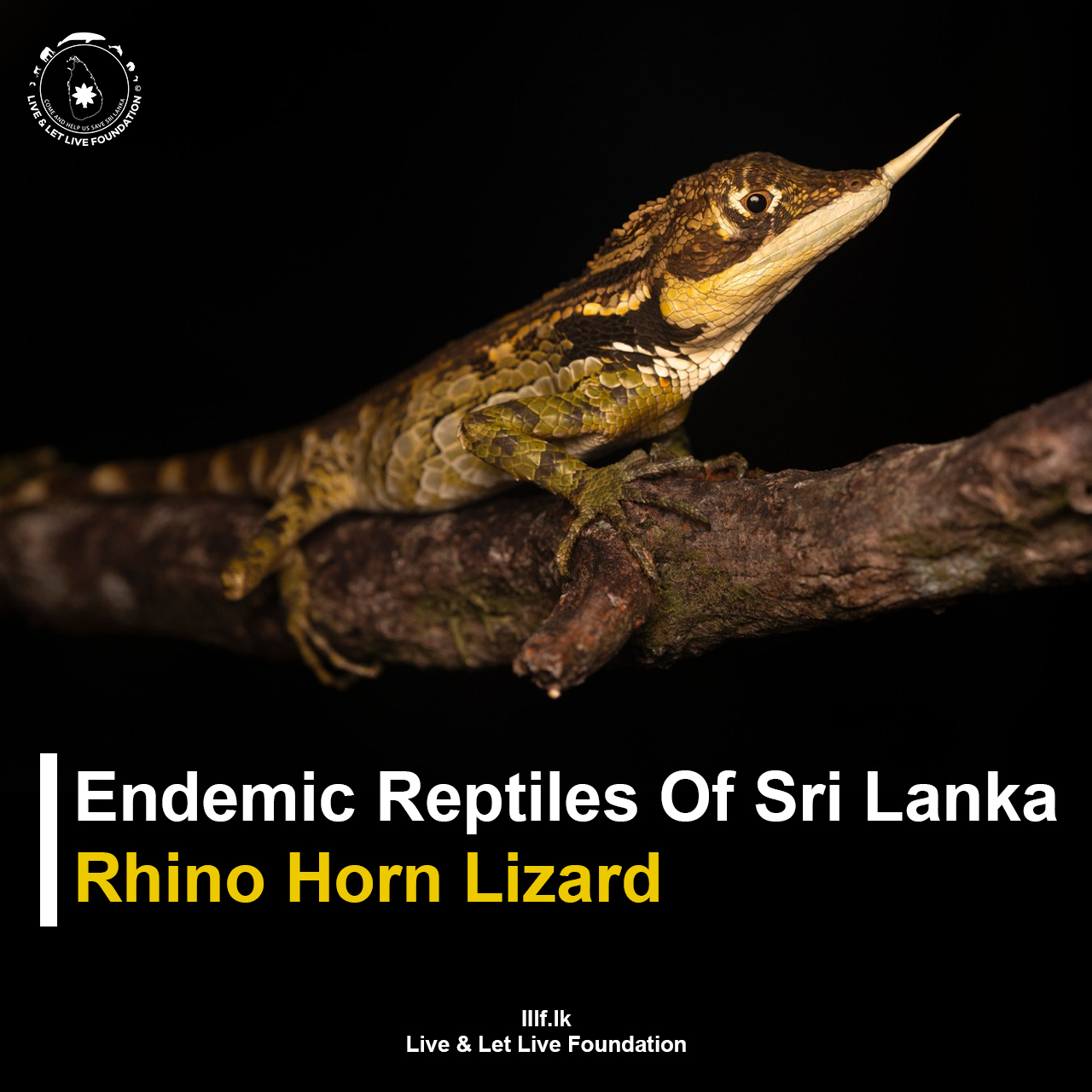  Rhino Horn Lizard
