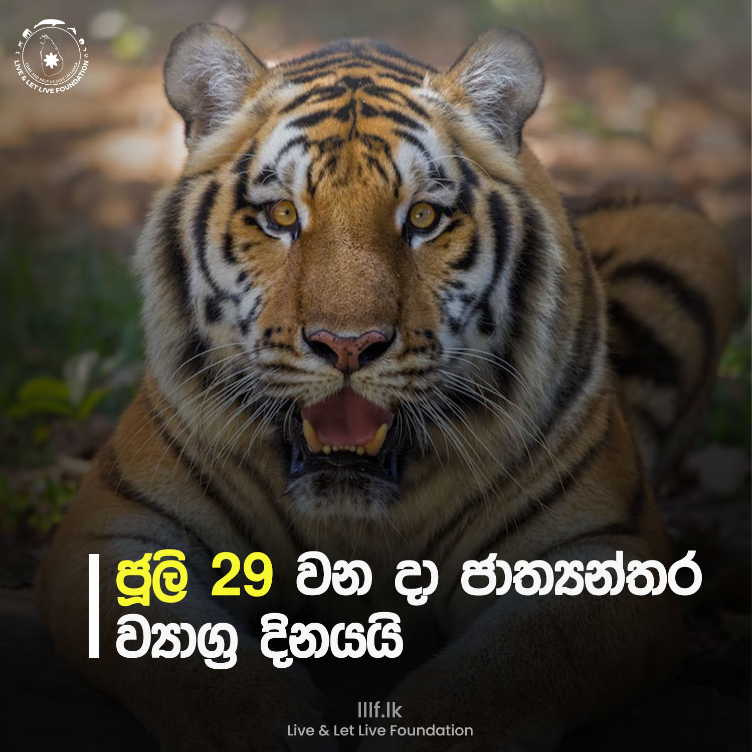 ජූලි 29 වනදා ලෝක ව්‍යාඝ‍්‍ර දිනයයි