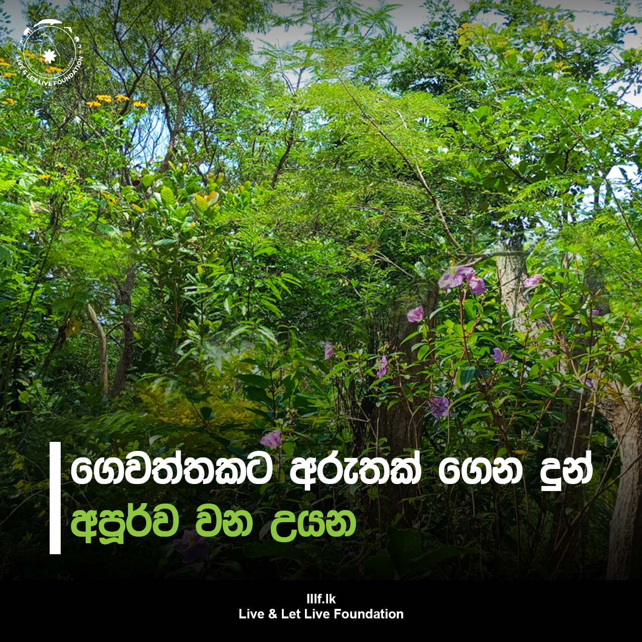 ගෙවත්තකට අරුතක් ගෙන දුන් අපූර්ව වන උයන
