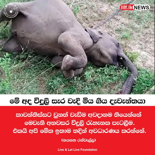 මේ අද විදුලි සැර වැදි මිය ගිය දැවැන්තයා