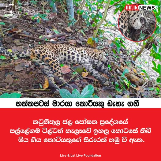 හක්කපටස් මාරයා කොටියකු ඩැහැ ගනී