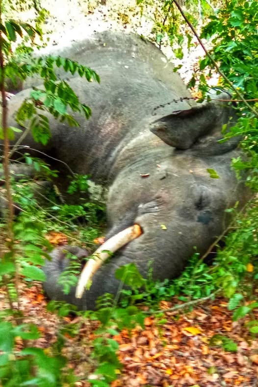 තවත් හස්තීකු ගල්ගමුවේ දී ඝාතකයන්ගේ ගොදුරක් බවට පත් වෙයි