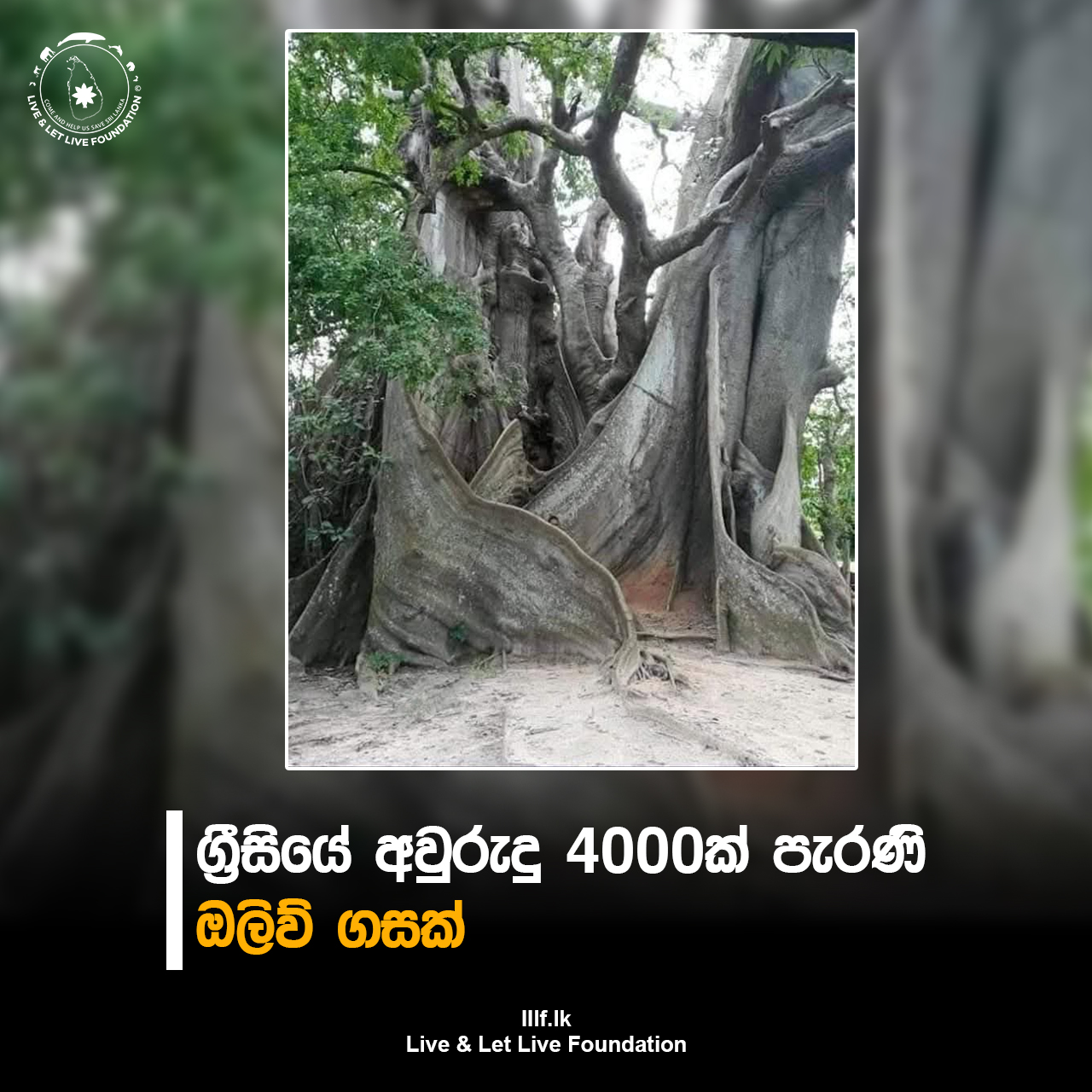 ග්‍රීසියේ අවුරුදු 4000ක් පැරණි ඔලිව් ගසක්