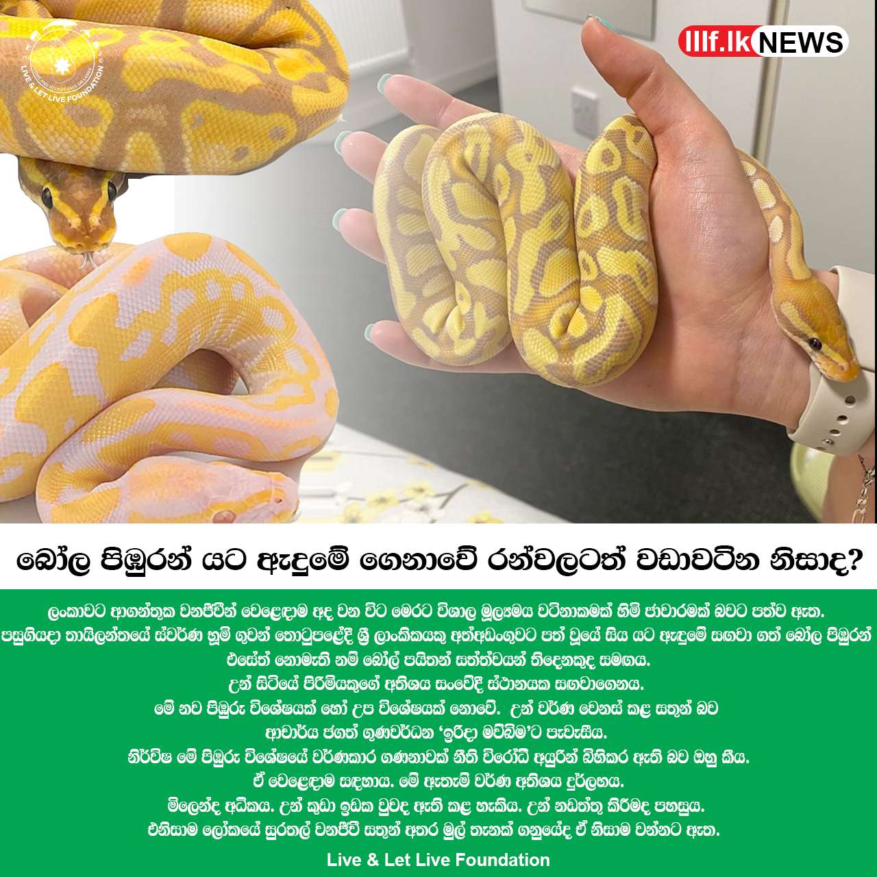 බෝල පිඹුරන් යට ඇදුමේ ගෙනාවේ රන්වලටත් වඩා වටින නිසාද?