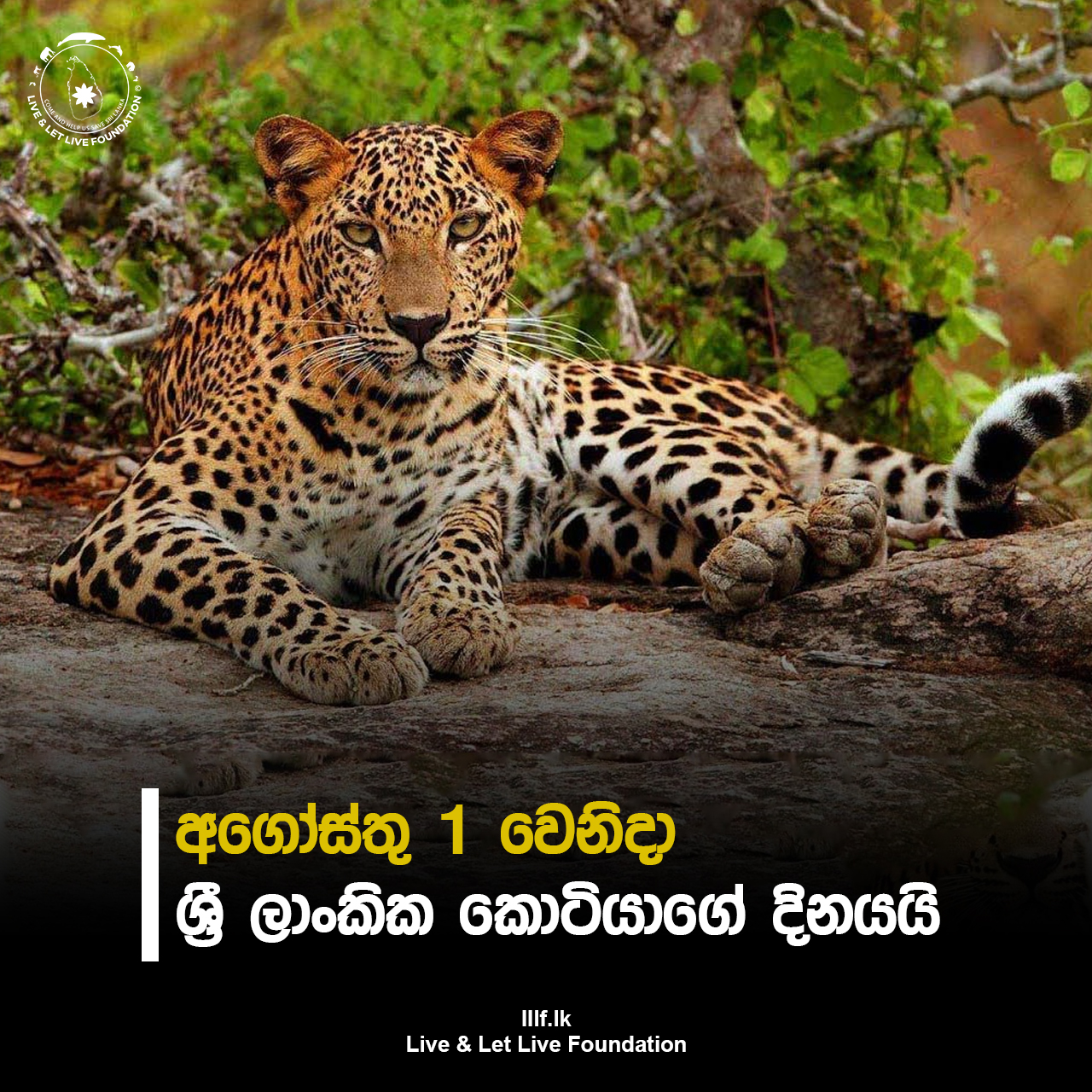 අගෝස්තු 1 වෙනිදා ශ්‍රී ලාංකික කොටියාගේ දිනයයි