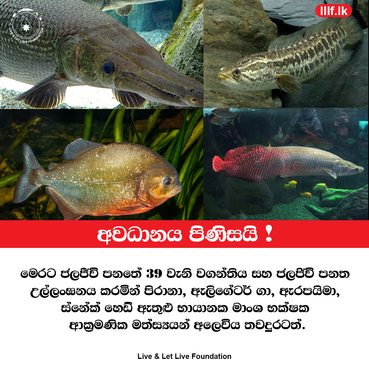 විනාශකාරී මසුන් ගැන ඔබ දන්නවාද ?