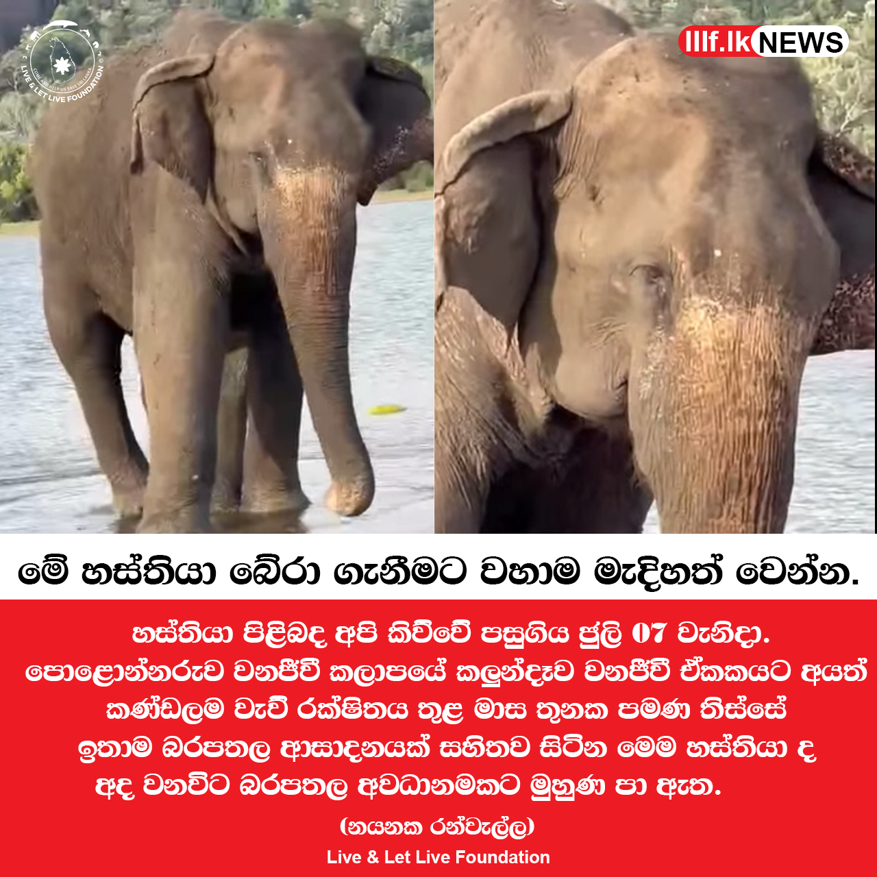 මේ හස්තියා බේරා ගැනීමට වහාම මැදිහත් වෙන්න
