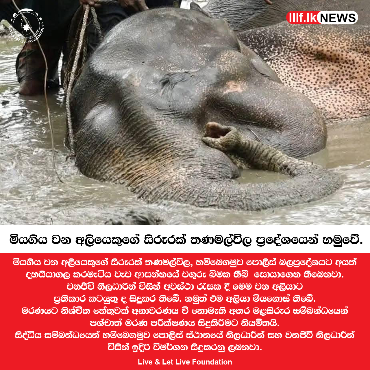 මිය ගිය වන අලි සිරුරක් දහයියාගල රක්ෂිතයෙන් හමුවෙයි