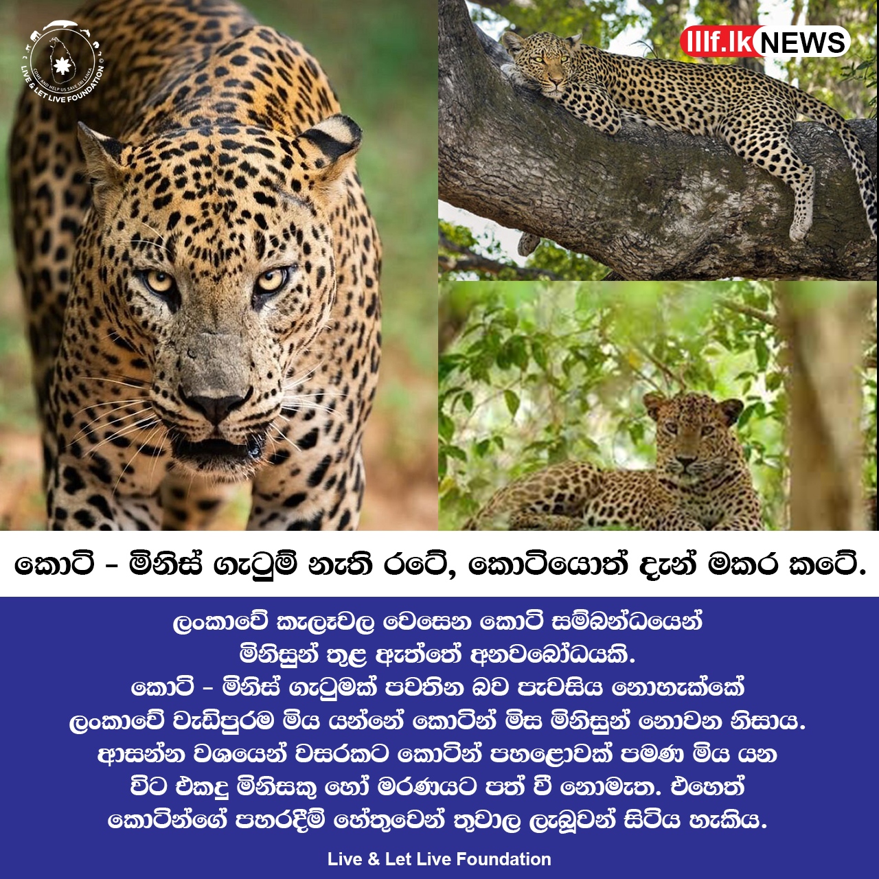 කොටි - මිනිස් ගැටුම් නැති රටේ කොටියොත් දැන් මකර කටේ