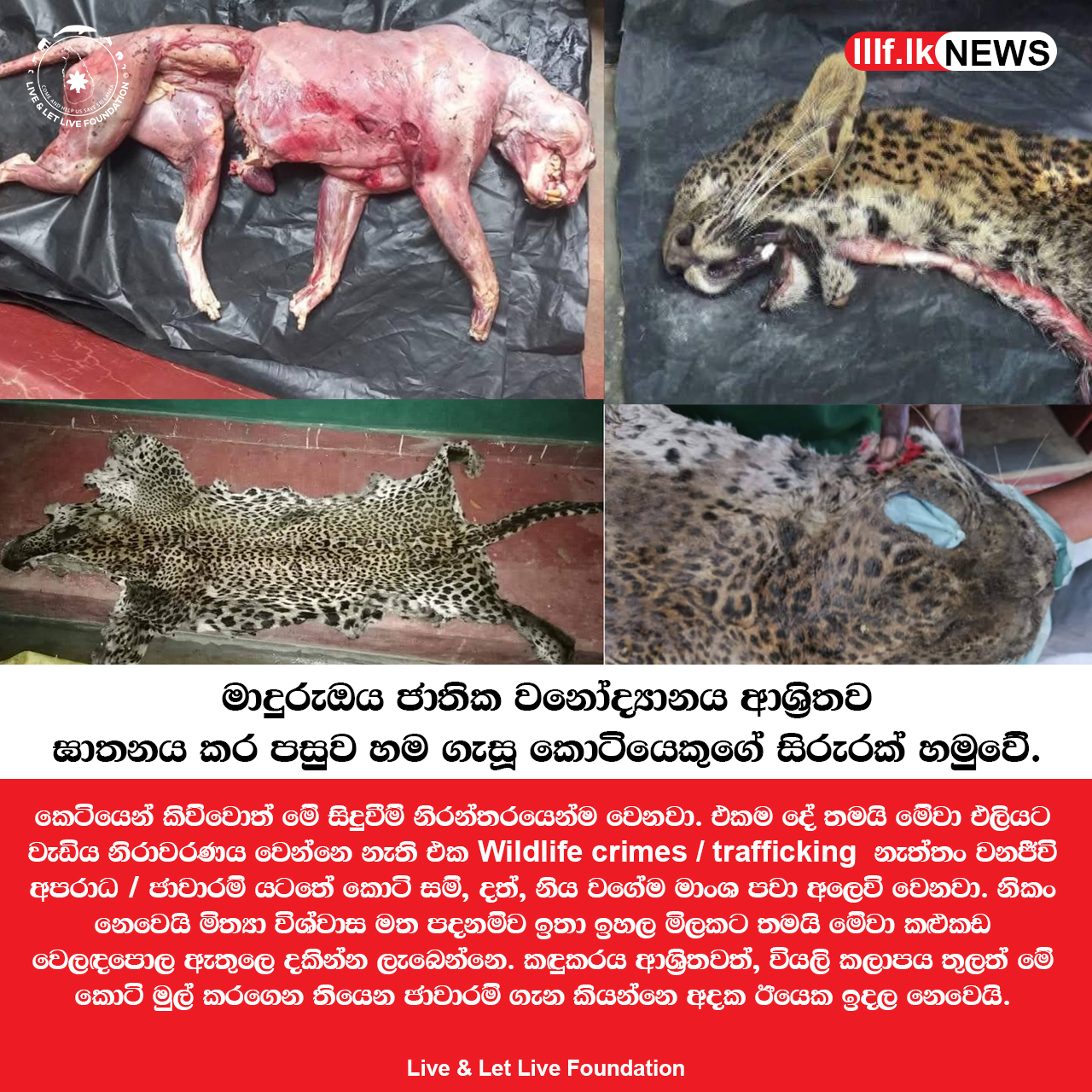 මාදුරුඔය ජාතික වනෝද්‍යානය ආශ්‍රිතව ඝාතනය කරන ලද කොටියෙකුගේ සිරුරක් හමුවේ