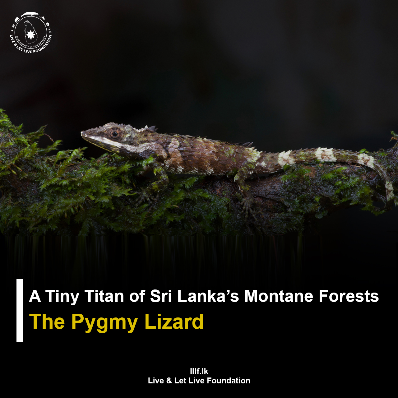 The Pygmy Lizard: A Tiny Titan of Sri Lanka’s Montane Forests (කදුකර කුරු බොදිලිමා)