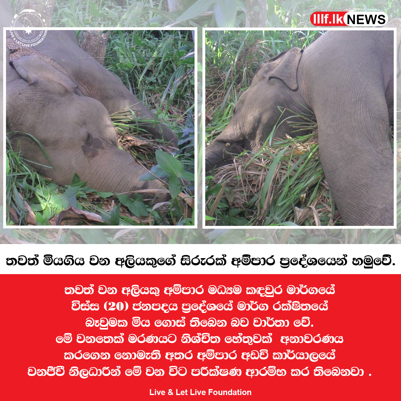 තවත් වන අලියකුගේ මළ සිරුරක්