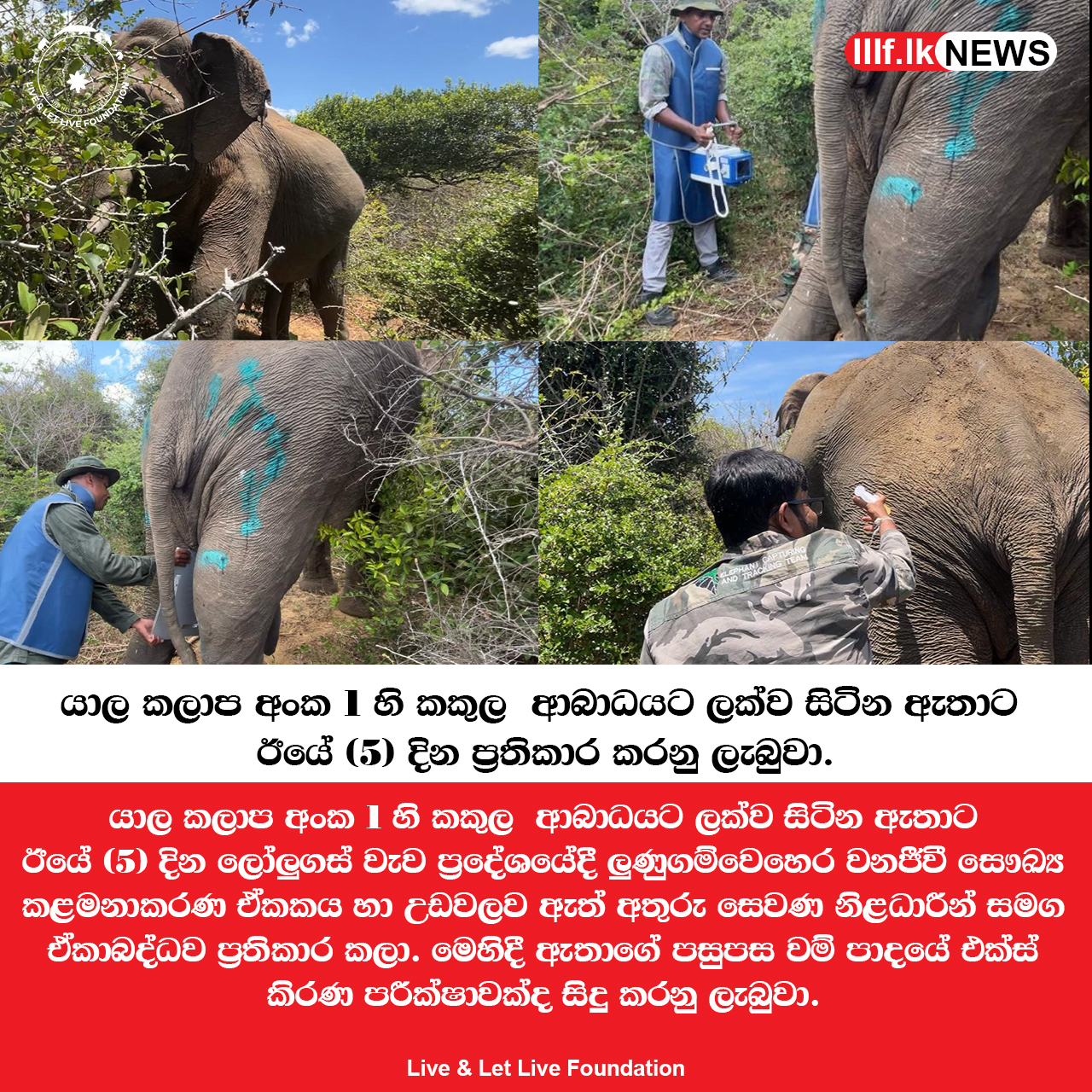 යාල කලාප අංක 1 හි කකුල  ආබාධයට ලක්ව සිටින ඇතාට ප්‍රතිකාර