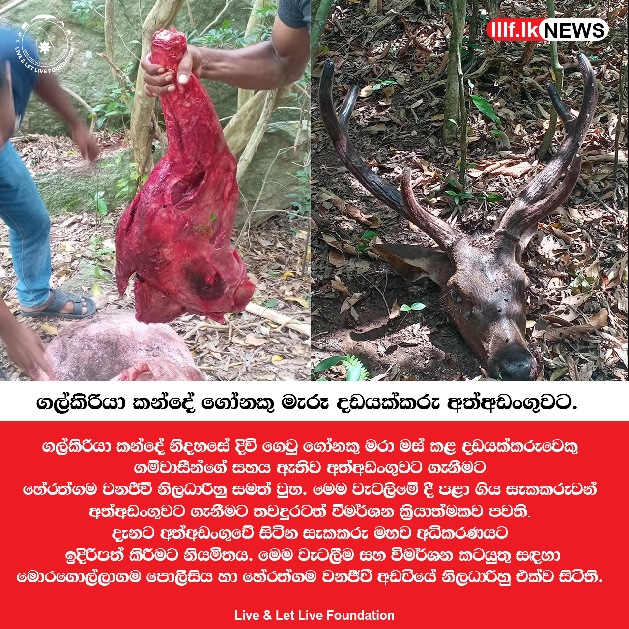 ගල්කිරියා කන්දේ ගෝනකු මරා මස් කළ දඩයක්කරුවෙකු අත්අඩංගුවට
