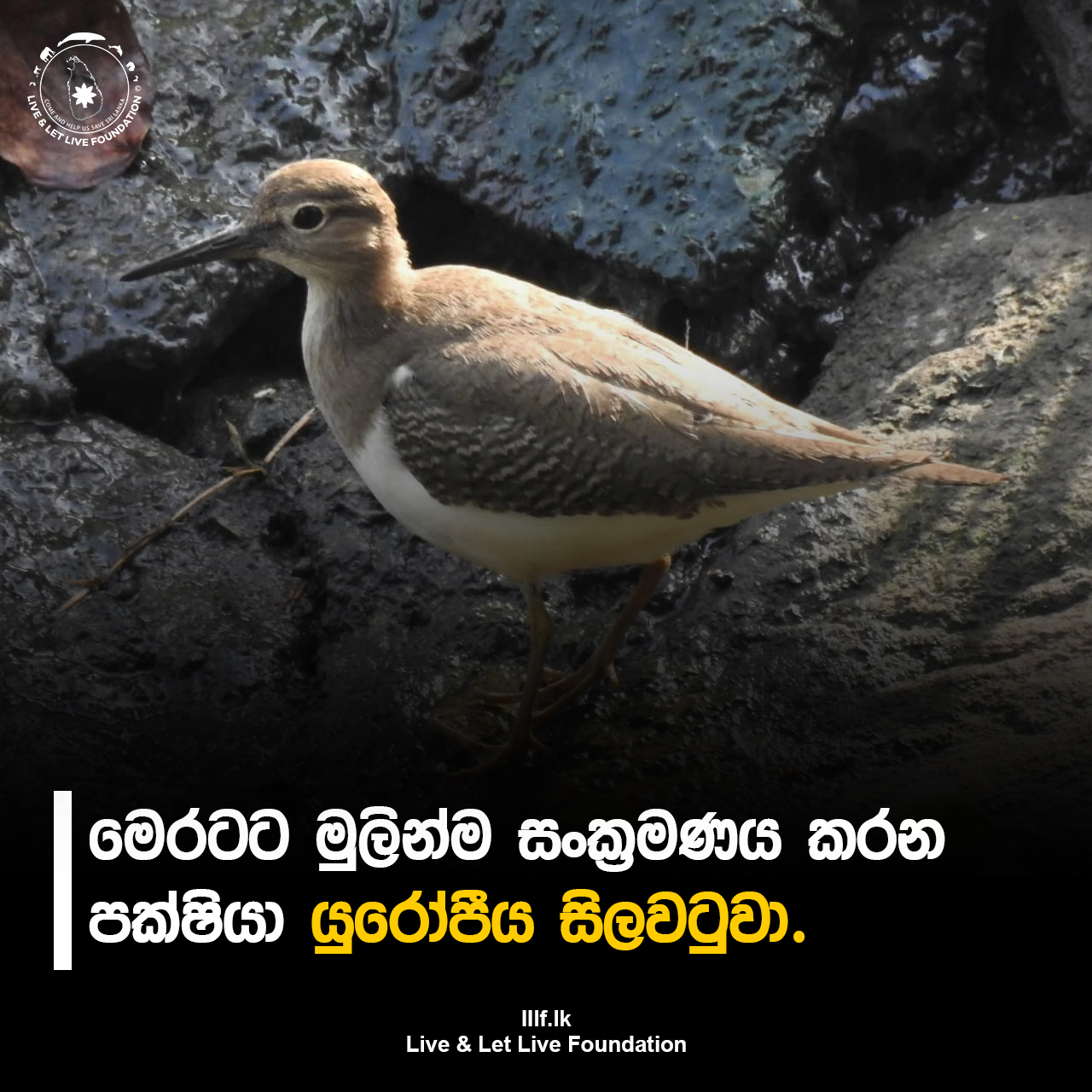 මෙරටට මුලින්ම සංක්‍රමණය කරන පක්ෂියා යුරෝපීය සිලවටුවා