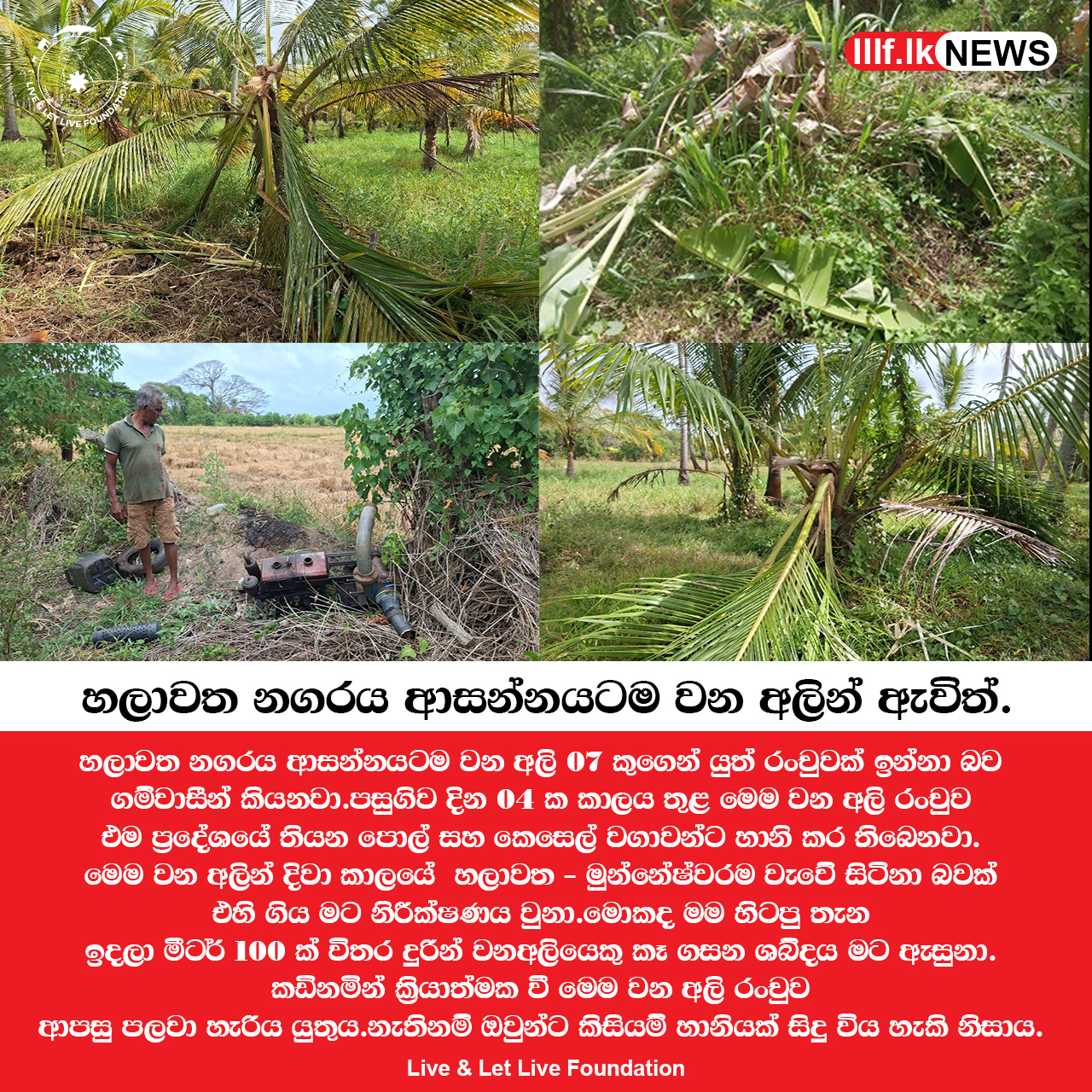 හලාවත නගරය ආසන්නයටම වන අලි පැමිණෙයි