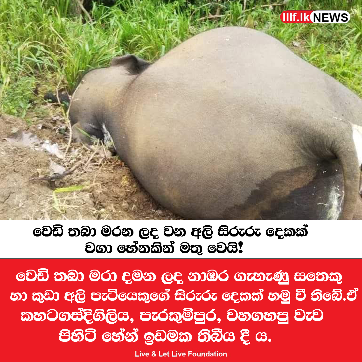 වෙඩි තබා මරන ලද වන අලි සිරුරු දෙකක්  වගා හේනකින් මතු වෙයි