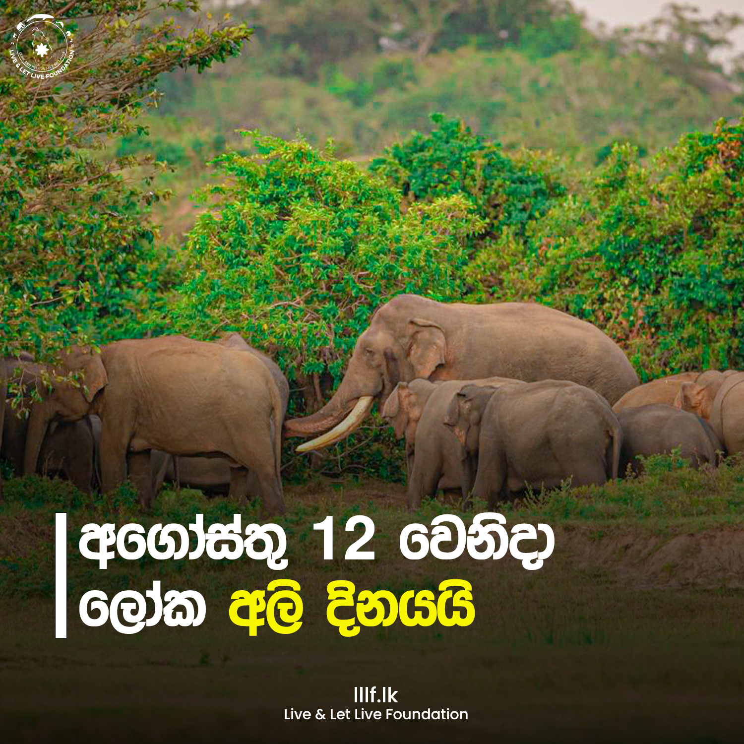 අගෝස්තු 12 වෙනිදා ලෝක අලි දිනයයි
