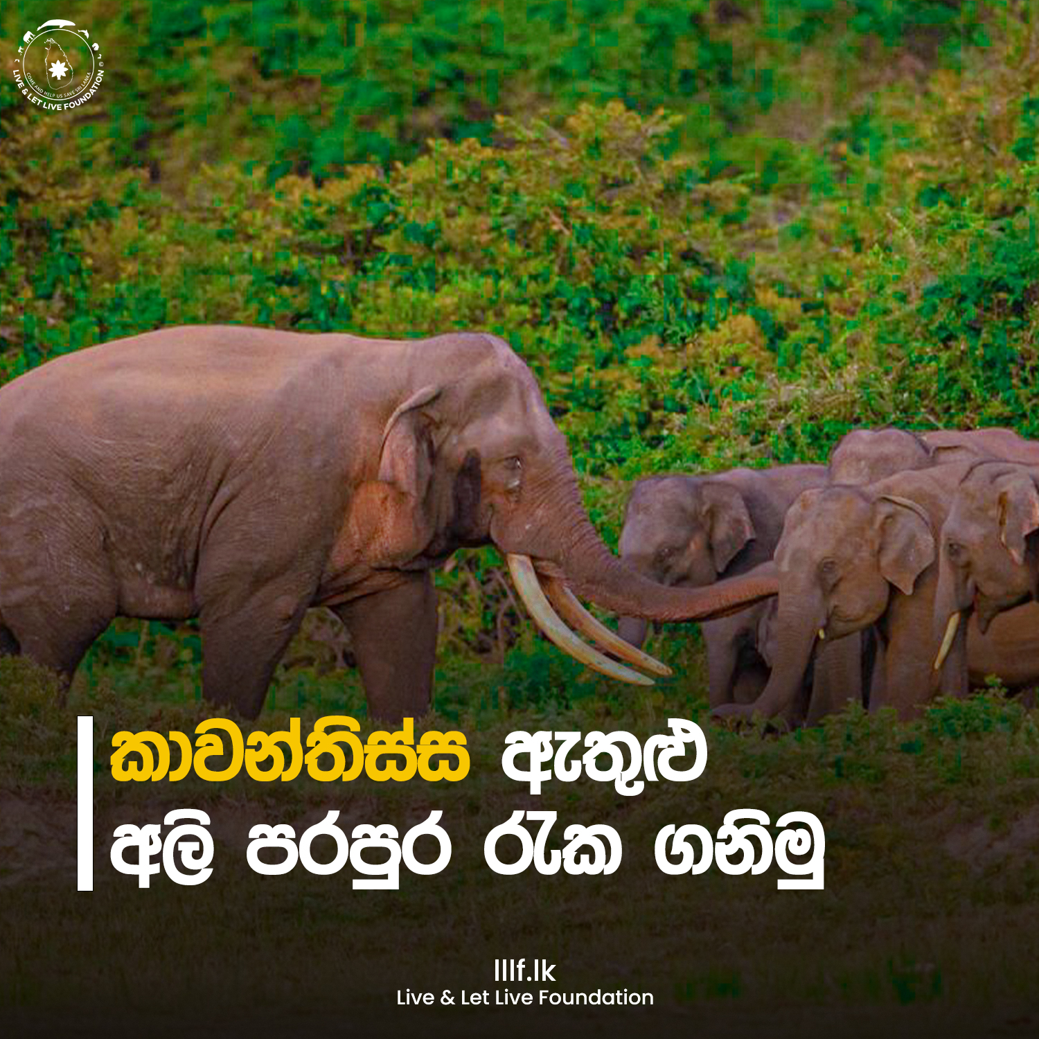 කාවන්තිස්ස ඇතුළු අලි පරපුර රැක ගනිමු