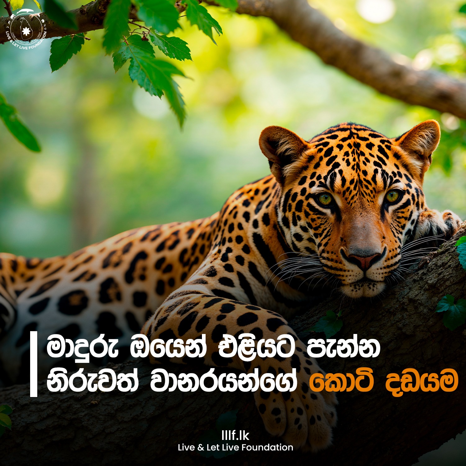 මාදුරු ඔයෙන් එළියට පැන්න නිරුවත් වානරයන්ගේ කොටි දඩයම