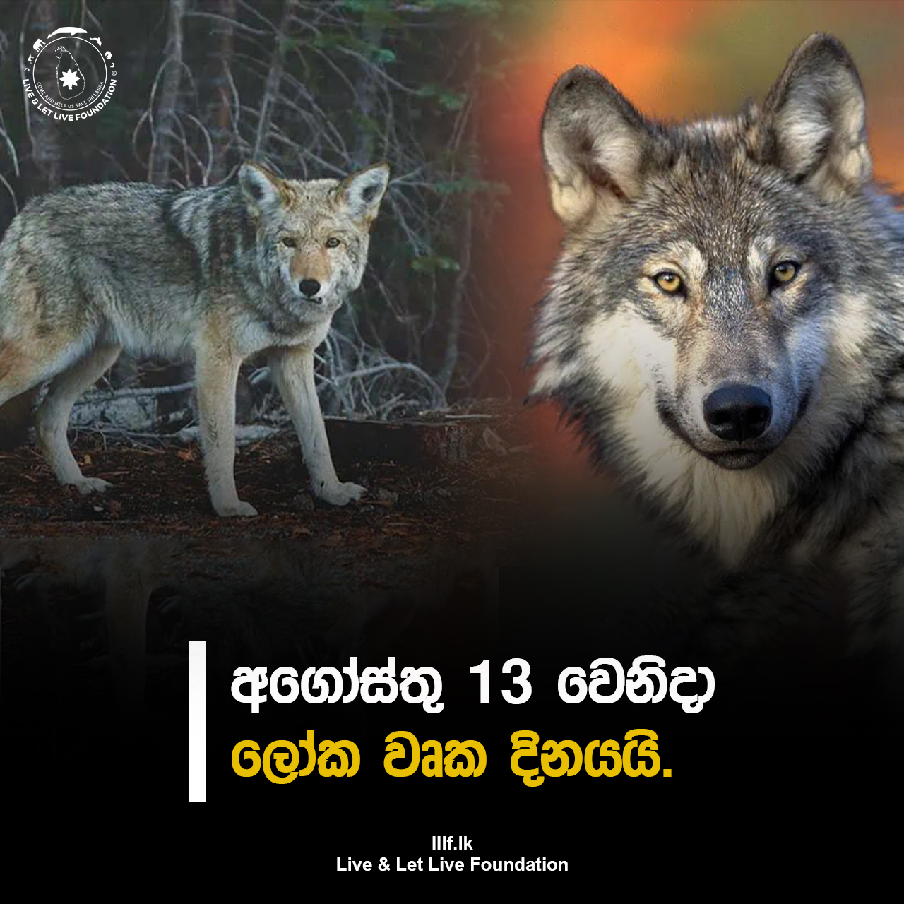 අගෝස්තු 13 වෙනිදා ලෝක වෘක දිනයයි