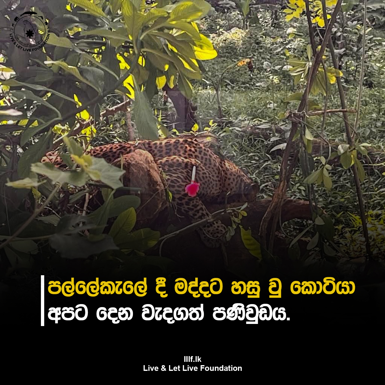 පල්ලේකැලේ දී මද්දට හසු වු කොටියා අපට දෙන වැදගත් පණිවුඩය