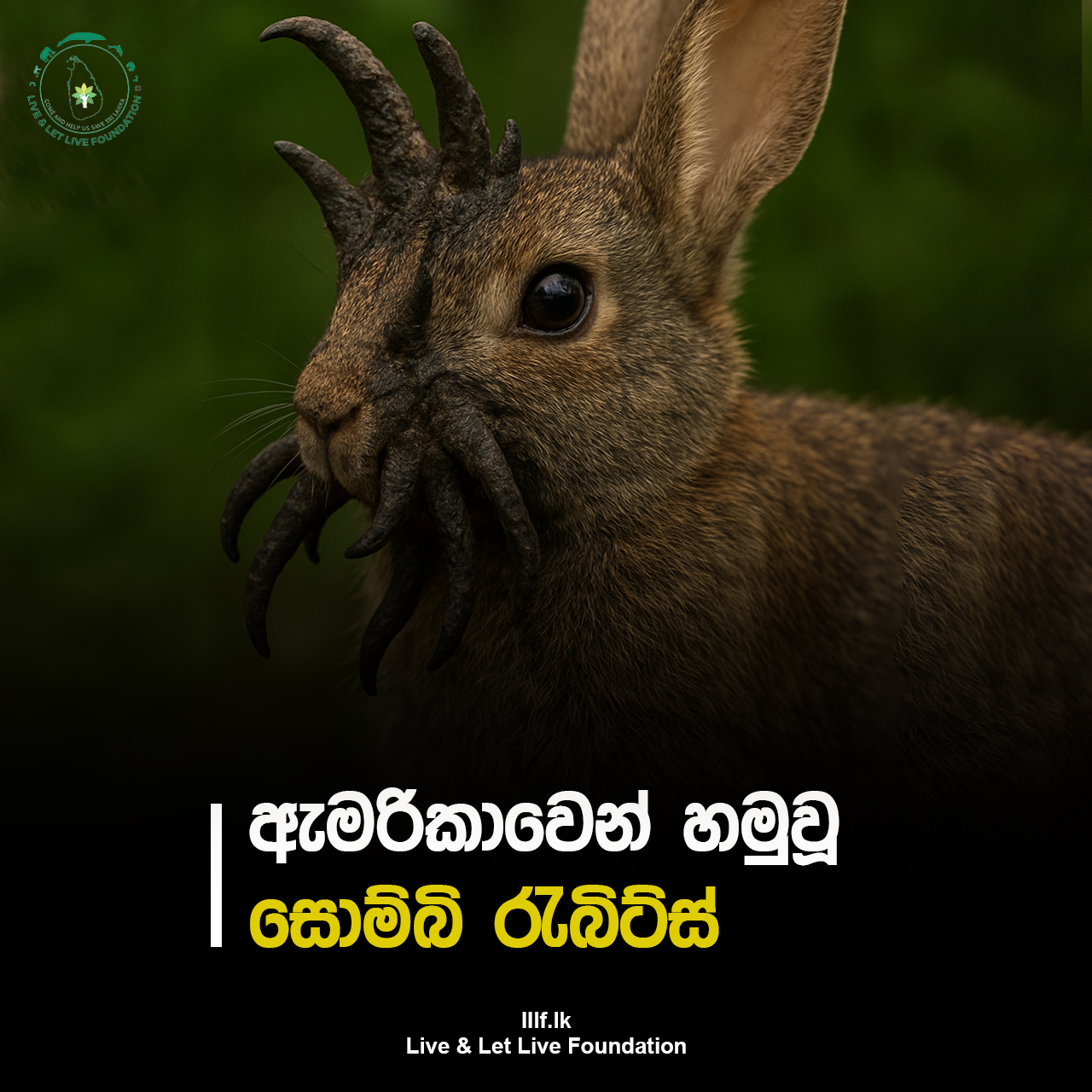 ඇමරිකාවෙන් හමු වූ සොම්බි රැබිට්ස්