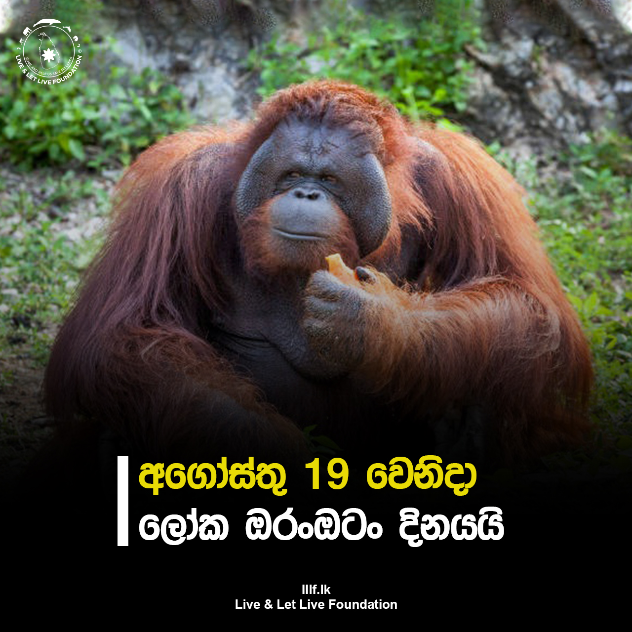 අගෝස්තු 19 වෙනිදා ලෝක ඔරංඔටං දිනයයි
